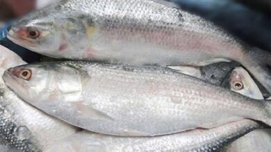 hilsa ilish padma