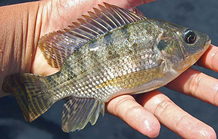 nile tilapia