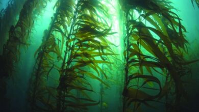 seaweed to fight climate change