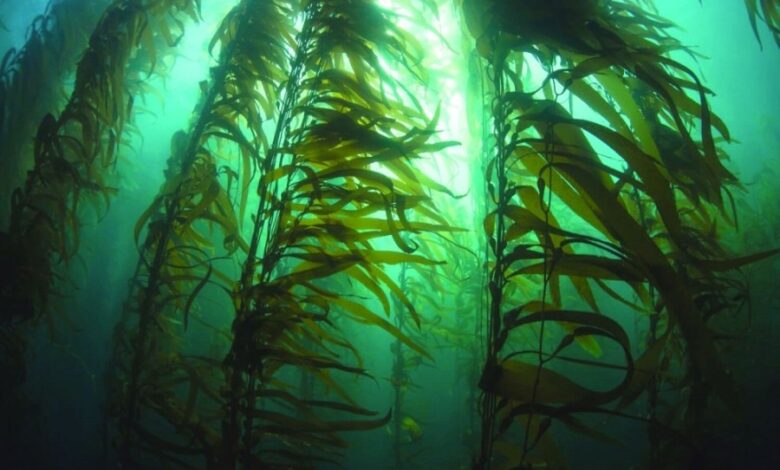 seaweed to fight climate change