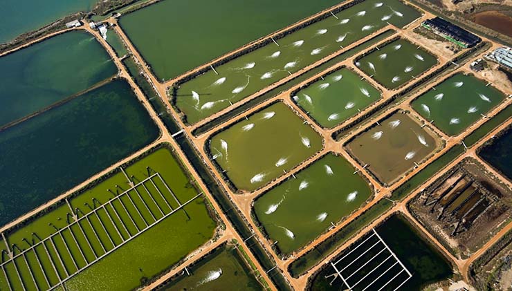 Intensive aquaculture farm