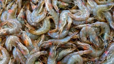 vannamei shrimp Bangladesh