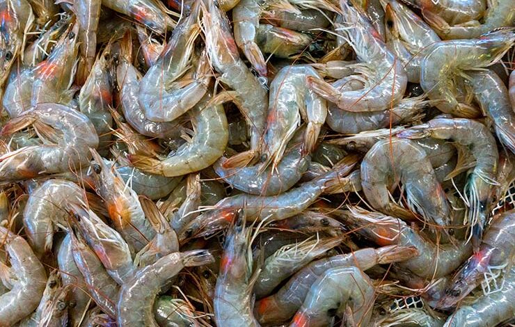 vannamei shrimp Bangladesh