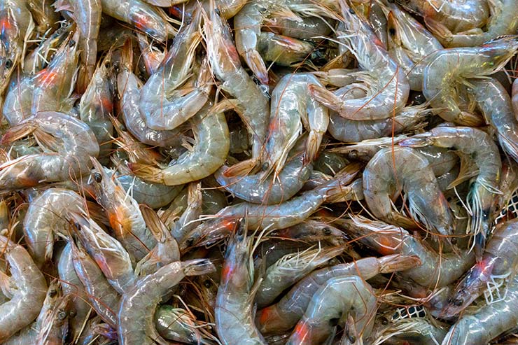 vannamei shrimp Bangladesh