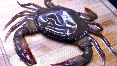 soft shell crab bangladesh