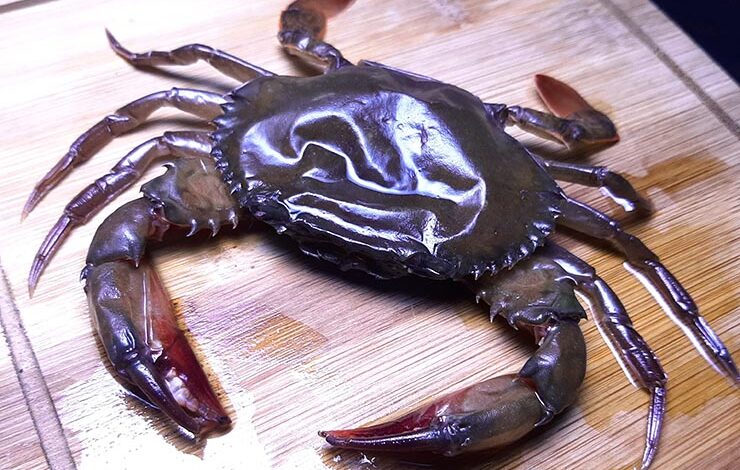 soft shell crab bangladesh