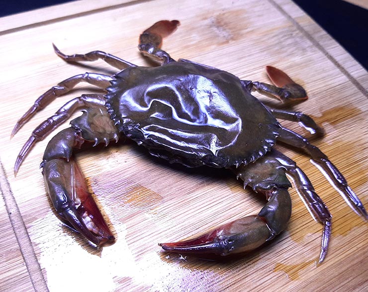 soft shell crab bangladesh