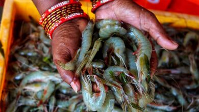 Vannamei shrimp haryana india