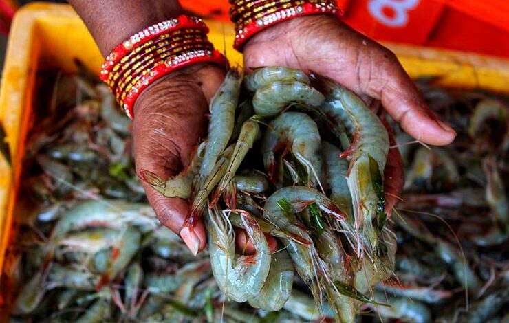 Vannamei shrimp haryana india