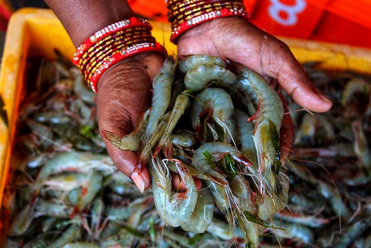 Vannamei shrimp haryana india