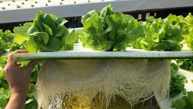 aquaponics system