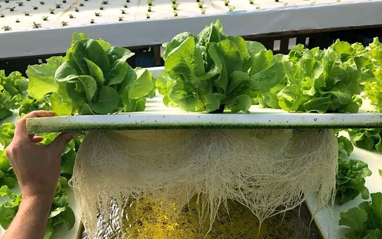 aquaponics system