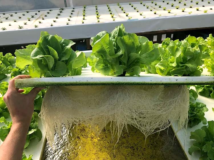 aquaponics system