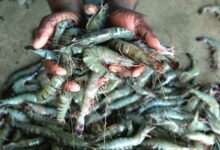 black tiger shrimp of bangladesd