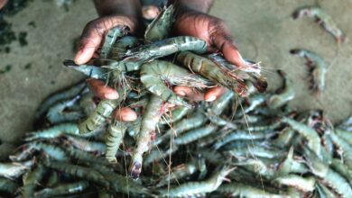 black tiger shrimp of bangladesd