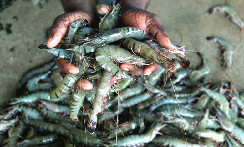 black tiger shrimp of bangladesd