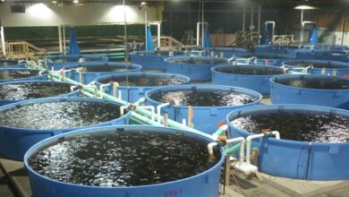 China indoor seafood farm