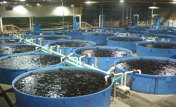 China indoor seafood farm