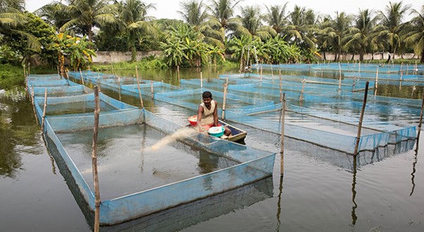 aquaculture fish  