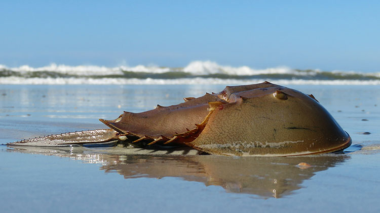 Horseshoe crab