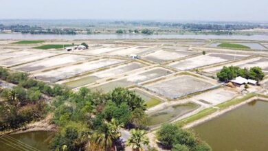 Cluster shrimp farming