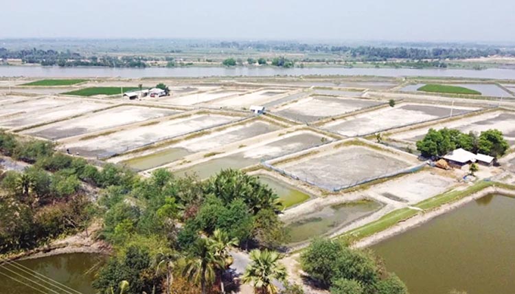 Cluster shrimp farming