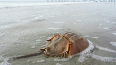 horseshoe crab