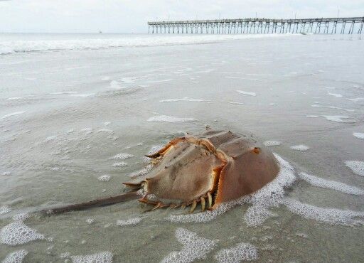 horseshoe crab
