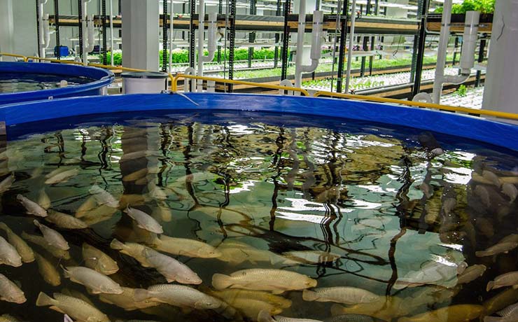 Commercial Aquaponics