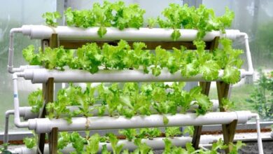 aquaponics system