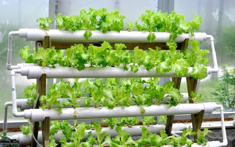 aquaponics system