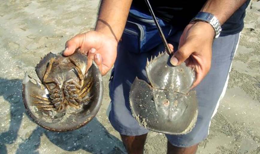 horseshoe crab in cox's bazaar area