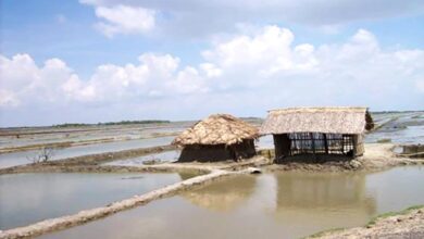 shrimp farm satkhira