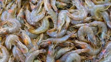 vannamei shrimp uk india mou