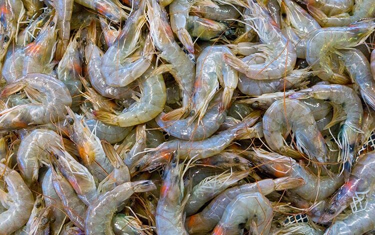 vannamei shrimp uk india mou