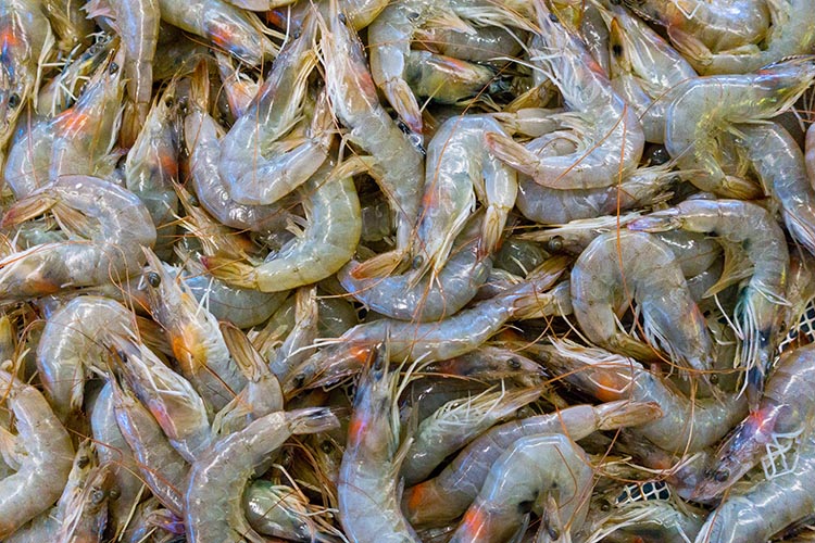 vannamei shrimp uk india mou