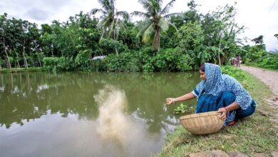 fish aquaculture