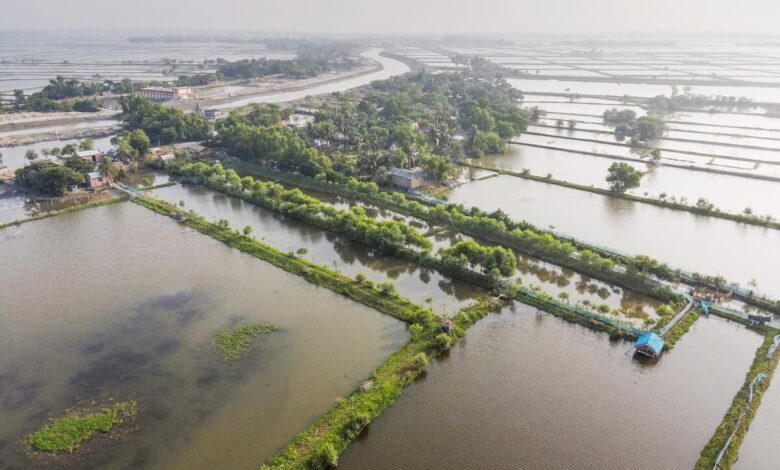 Khulna shrimp cluster pond