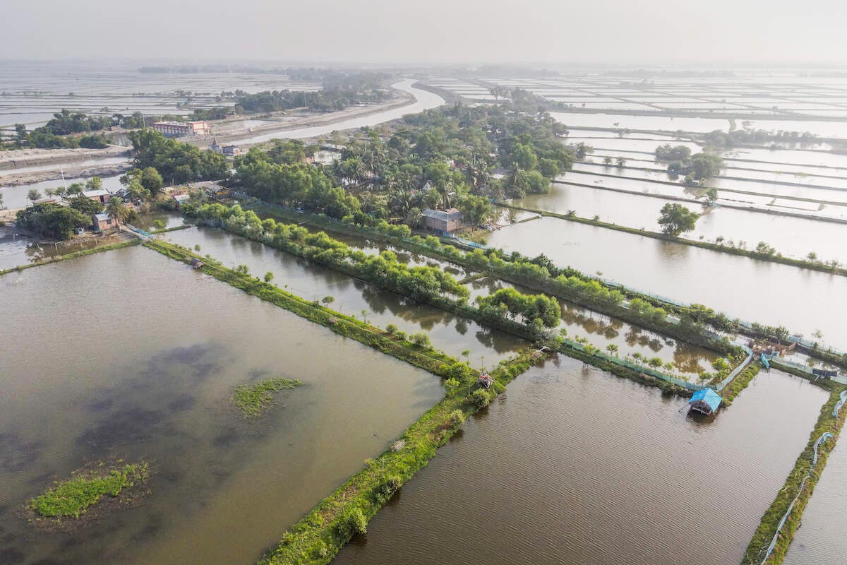 Khulna shrimp cluster pond