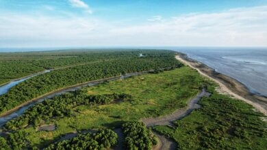 Sundarbans dublar char area.