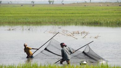 Bangladesh fisheries sector