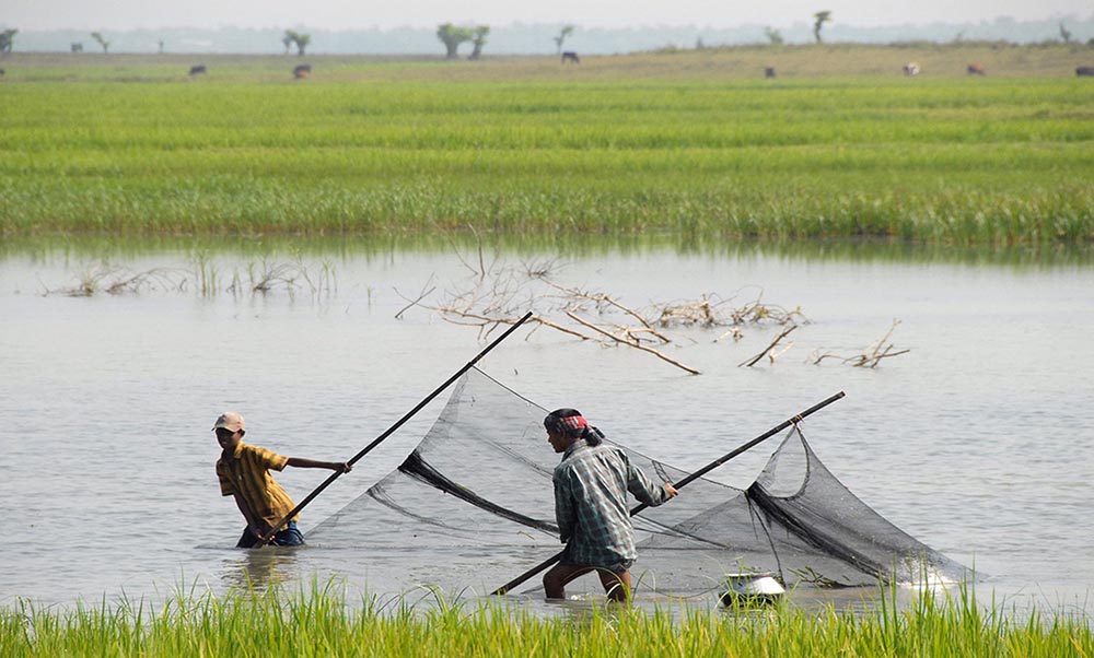 aquaculture industry  bangladesh