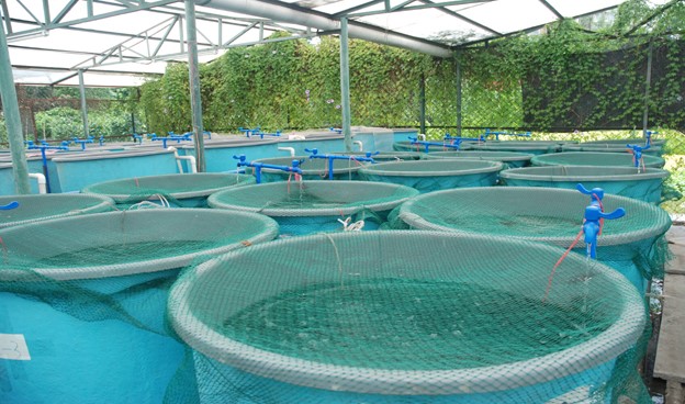 RAS is the new horizon of aquaculture industry 