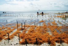 Seaweed cultivation