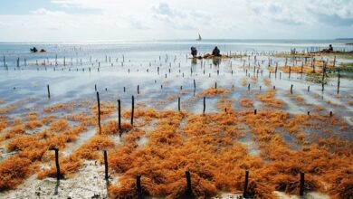 Seaweed cultivation