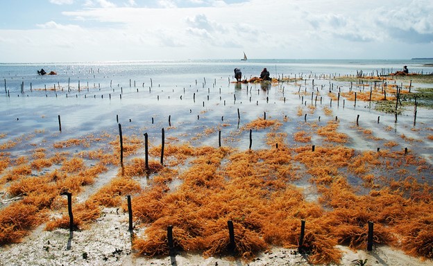 Seaweed is also part of aquaculture now