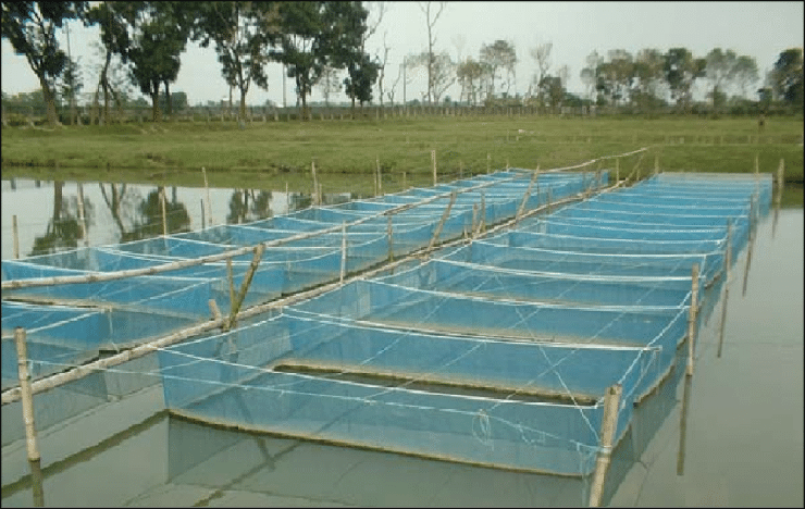 Indian white shrimp farm