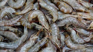 Fresh Vannamei shrimp, South American white shrimp