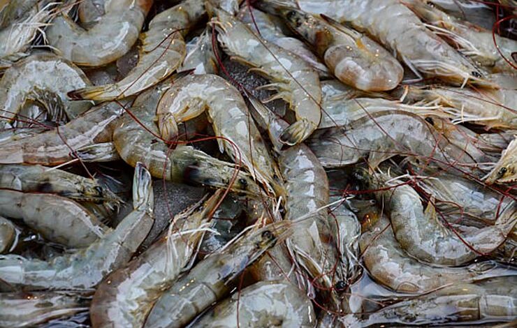 Fresh Vannamei shrimp, South American white shrimp