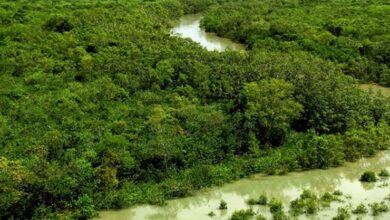 Creeks_restoration_of_the_sundarbans